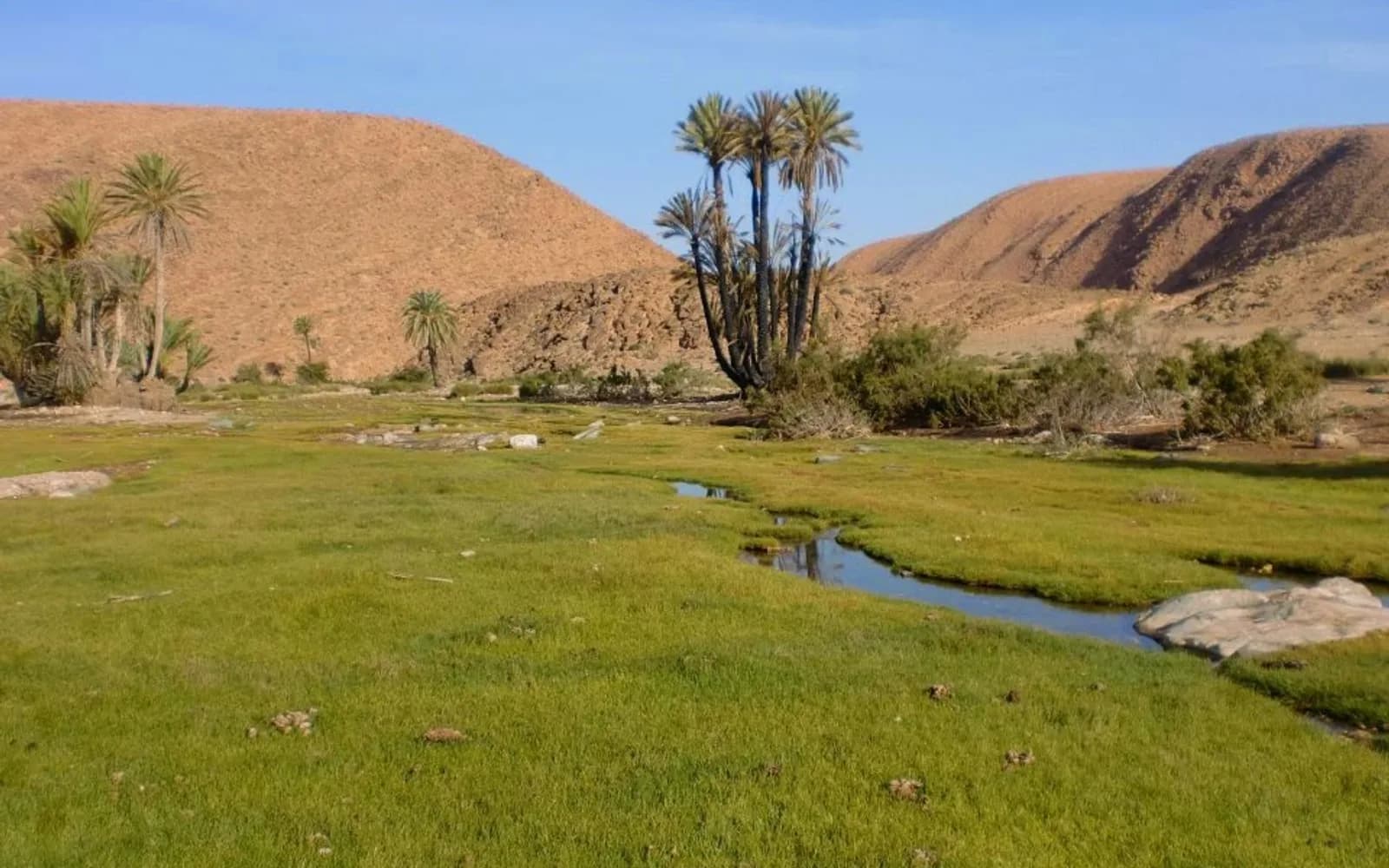Palmeraie et marais dans l'arrière-pays aride près de Tan-Tan, sud du Maroc