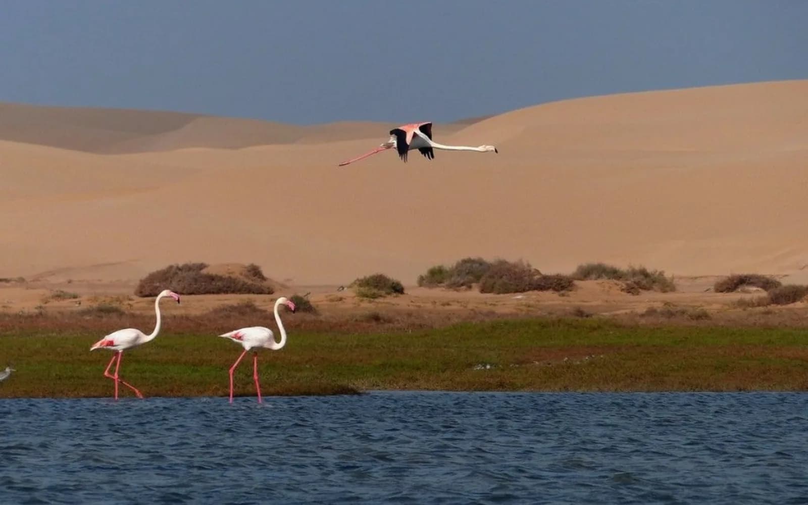 Lagon de Naïla turquoise rencontrant les dunes sahariennes dans le Parc National de Khnifiss